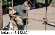 mongrel dog with sad eyes sitting in a cage. Стоковое фото, фотограф Артем Курутин / Фотобанк Лори