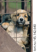 purebred beige puppy in a wooden cage. Стоковое фото, фотограф Артем Курутин / Фотобанк Лори