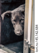 mongrel dog with sad eyes hiding and peeping. Стоковое фото, фотограф Артем Курутин / Фотобанк Лори