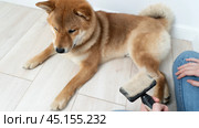 brushing a dog while shedding. Стоковое фото, фотограф Igor Skripachev / Фотобанк Лори