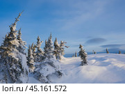 Beautiful winter landscape with the forest and sunset. Стоковое фото, фотограф Александр Кузовков / Фотобанк Лори