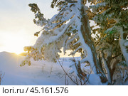 Beautiful winter landscape with the forest and sunset. Стоковое фото, фотограф Александр Кузовков / Фотобанк Лори