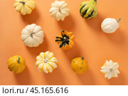 Autumn pattern of colorful pumpkins for Thanksgiving day or Halloween. Стоковое фото, фотограф Светлана Лажко / Фотобанк Лори