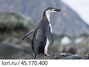 Solo Chinstrap Penguin on rock in Antarctica. Стоковое фото, фотограф Vladimir / Фотобанк Лори
