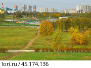 Golden autumn in Landscape Park against background of modern residential buildings of Mitino district. Moscow, Russia. Стоковое фото, фотограф Валерия Попова / Фотобанк Лори