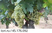 fresh grape bunches in sunny day waiting for harvesting. Стоковое видео, видеограф Яков Филимонов / Фотобанк Лори
