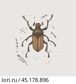 Hand-drawn chafer beetle on a light isolated background. Insect vector illustration in vintage style. Design element for zoological composition, poster, cover, brochure. Стоковая иллюстрация, иллюстратор KOSIM / Фотобанк Лори
