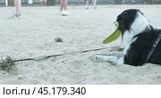 Dog with frisbee in mouth watch Playing beach volleyball. Стоковое видео, видеограф Константин Скуридин / Фотобанк Лори