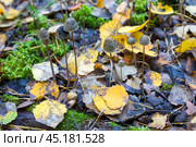 Мицена нитконогая (mycena filopes) Стоковое фото, фотограф Ирина Яровая / Фотобанк Лори