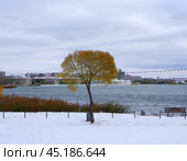 Дерево в Смолинском сквере на берегу озера Смолино, Челябинск. Стоковое фото, фотограф Алексей Иванов / Фотобанк Лори