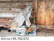 Stuffed lynx with a partridge in its paws on the porch of a wooden house. Стоковое фото, фотограф FotograFF / Фотобанк Лори