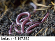 Earthworms are crawling through the soil. Стоковое AI-изображение, AI-художник Юрий Поздников / Фотобанк Лори