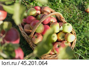 Big Red Apples In Farm Basket. Wicker Basket of ripe fresh apples. Product extracted from Apple. Autumn And Harvest Concept. Apple Orchard, Harvesting. Fruit Garden at Fall Crop. Sunny Day, Shadow. Стоковое фото, фотограф Марина Демидюк / Фотобанк Лори