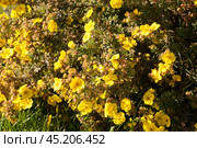 Курильский чай кустарниковый (Pentaphylloides fruticosa) Стоковое фото, фотограф Фотиния Куимова / Фотобанк Лори