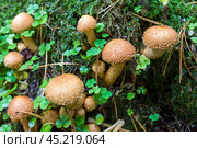 Чешуйчатка обыкновенная (Pholiota squarrosa) Стоковое фото, фотограф Ирина Яровая / Фотобанк Лори