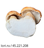 Белые грибы (Boletus edulis) со сросшимися плодовыми телами. Изолировано на белом. Стоковое фото, фотограф Владимир Литвинов / Фотобанк Лори