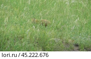 Маленький лисенок ( Vulpes vulpes ) около своей норы. Стоковое видео, видеограф Александр Мамонтов / Фотобанк Лори