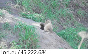 Маленький лисенок ( Vulpes vulpes ) около своей норы. Стоковое видео, видеограф Александр Мамонтов / Фотобанк Лори