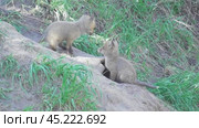 Маленькие лисята ( Vulpes vulpes ) около своей норы. Стоковое видео, видеограф Александр Мамонтов / Фотобанк Лори
