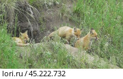 Маленькие лисята ( Vulpes vulpes ) около своей норы. Стоковое видео, видеограф Александр Мамонтов / Фотобанк Лори