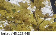 Yellow maple leaves flutter in the wind on a branch against a cloudy sky. Стоковое видео, видеограф Ярославский Максим / Фотобанк Лори