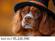 Cavalier King Charles Spaniel dog in Halloween witch hat on orange background, concept of festive pet costume, celebration industry, dog lovers. Стоковое AI-изображение, AI-художник Ирина Михайличенко / Фотобанк Лори