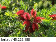 Flowering of bottle brush tree (lat. Callistemon) on the campus of The Weizmann Institute of Science. Стоковое фото, фотограф Irina Opachevsky / Фотобанк Лори