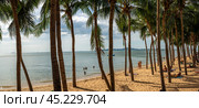 Pattaya, Thailand - December 15, 2023: Jomtien Beach is one of the areas of Pattaya. Vacationing tourists on the sand under palm trees on Jomtien Beach. panorama. Стоковое фото, фотограф Павел Муравьев / Фотобанк Лори
