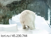 Portrait of a polar bear (Ursus maritimus) in captivity at the zoo. Стоковое фото, фотограф Photojuli / Фотобанк Лори