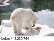 A polar bear (Ursus maritimus) eats a piece of meat in captivity. Стоковое фото, фотограф Photojuli / Фотобанк Лори