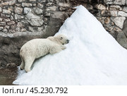 A polar bear (Ursus maritimus) eats a piece of meat in captivity. Стоковое фото, фотограф Photojuli / Фотобанк Лори