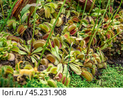 Dionaea, Venus flytrap, predatory plant. intricate details of its unique traps, vibrant colors, and carnivorous allure make it an ideal choice for botanical projects. Стоковое фото, фотограф Павел Муравьев / Фотобанк Лори