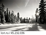 Черно-белый пейзаж зимнего леса. Стоковое AI-изображение, AI-художник Ирина Першина / Фотобанк Лори