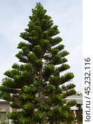 Араукария в парке, дерево. Araucaria in the park, a tree. Стоковое фото, фотограф Юрий Пуликов / Фотобанк Лори