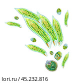 Colony of unicellular organisms. Color illustration of green bacteria. For printing books, medical and educational manuals, packaging of antiseptics and hygiene products. Life under the microscope. Стоковая иллюстрация, иллюстратор Larisa Hamukova / Фотобанк Лори
