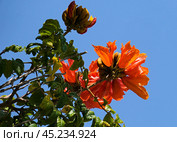 Blooming African tuliptree (lat.- Spathodea campanulata) on the campus of The Weizmann Institute of Science. Стоковое фото, фотограф Irina Opachevsky / Фотобанк Лори