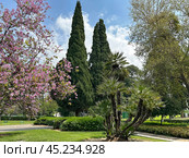 European fan palm or the Mediterranean dwarf palm (lat.- Chamaerops humilis) (2024 год). Стоковое фото, фотограф Irina Opachevsky / Фотобанк Лори