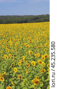 Vertical aerial video of sunflower fields in Altai region. Drone moves sideways. Стоковое видео, видеограф Сергей Пристяжнюк (Serg Zastavkin) / Фотобанк Лори