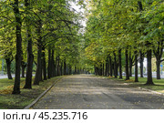 A paved road leads through a lush, green tree-lined walkway. A serene pathway is bordered by tall trees, creating a tranquil atmosphere. The sunlight filters through the leaves, casting dappled shadows on the ground. Стоковое фото, фотограф Алексей Климкин / Фотобанк Лори