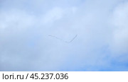 Birds in flight. Shoal of migratory birds flying in blue sky. Migratory birds. Fly away to warm lands. Flock of cranes returning. Стоковое видео, видеограф Марина Демидюк / Фотобанк Лори