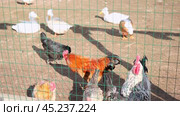 Several hens and geese are looking for worms in the garden of rural farm. Countryside. Chicken brown with red combs in a cage behind grid. Multicolored chickens in wired enclosure. Organic food. Стоковое видео, видеограф Марина Демидюк / Фотобанк Лори