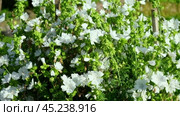 Malva alcea white perfection growing in a backyard. Common name is Greater musk-mallow, cut-leaved, vervain or hollyhock mallow. Floral background. Ornamental plant for landscaping. Garden design. Стоковое видео, видеограф Марина Демидюк / Фотобанк Лори
