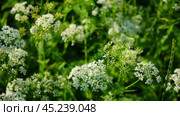 The cow parsley, Anthriscus sylvestris, is an umbelliferous plant. The wild chervil grow in meadow. Kupyr on a summer day, close-up, side view. White flowers on a green background. Стоковое видео, видеограф Марина Демидюк / Фотобанк Лори