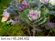 Autumn flowers. Decorative cauliflower in the garden. Autumn, sunny natural background with decorative cabbage. Стоковое фото, фотограф Photojuli / Фотобанк Лори