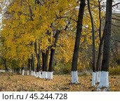 Осенние клёны. Фрагментарный пейзаж. Стоковое фото, фотограф Василий Мальцев / Фотобанк Лори