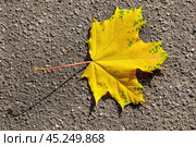 Желтый кленовый лист на асфальте.  An autumn bright yellow maple leaf lies on the asphalt. Fallen maple leaf close-up. Yellow leaf on a gray background. Стоковое фото, фотограф Лариса Гордеева / Фотобанк Лори