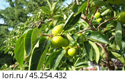 The persimmon is the edible fruit of a number of species of trees in the genus Diospyros. The most widely cultivated of these is the kaki persimmon, Diospyros kaki, family Ebenaceae. Fruit on a branch. Стоковое видео, видеограф Юлия Петровская / Фотобанк Лори
