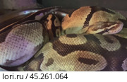 The royal python sticks out its tongue and crawls gracefully. The snake curled up in a ball slowly lowers its head down. Стоковое видео, видеограф Регина Ерофеева / Фотобанк Лори