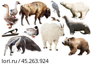 american animals isolated on white. Стоковое фото, фотограф Яков Филимонов / Фотобанк Лори