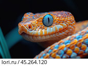 A close-up of the head of a vibrant snake with textured scales in shades of orange and blue. The snake has a bright blue eye with a vertical pupil, giving it a hypnotic appearance. The background is darkened, highlighting the details of the scales and eyes, creating an atmosphere of mystery and wildness. This shot is great for use in articles and publications about nature, wildlife, reptiles and exotic animals. Стоковое AI-изображение, AI-художник Анна Кривицкая / Фотобанк Лори